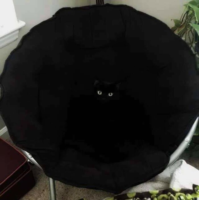 A black cat blends in with a black chair demonstrating accidental camouflage
