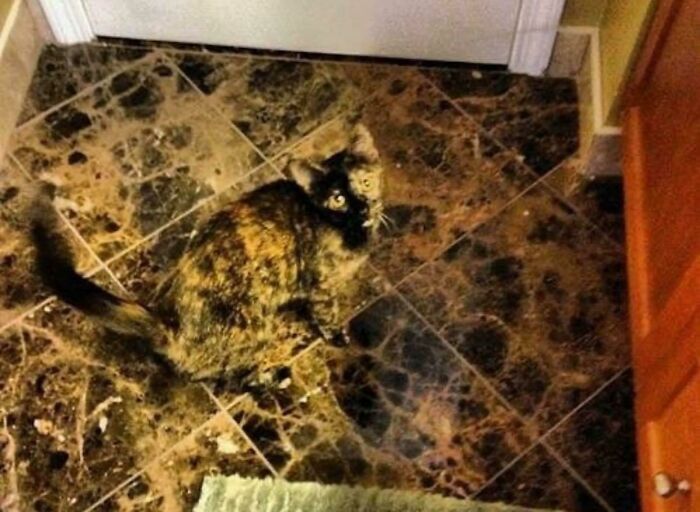 A tortoiseshell cat sitting on matching marble tiles, illustrating accidental camouflage