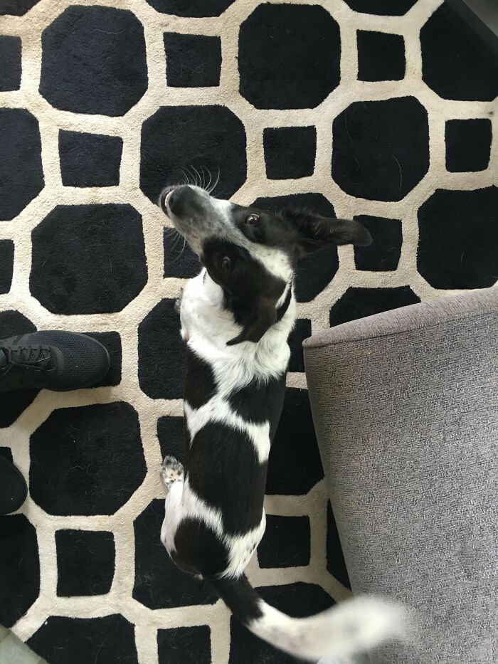 A black and white dog blending into a matching patterned carpet as an example of accidental camouflage