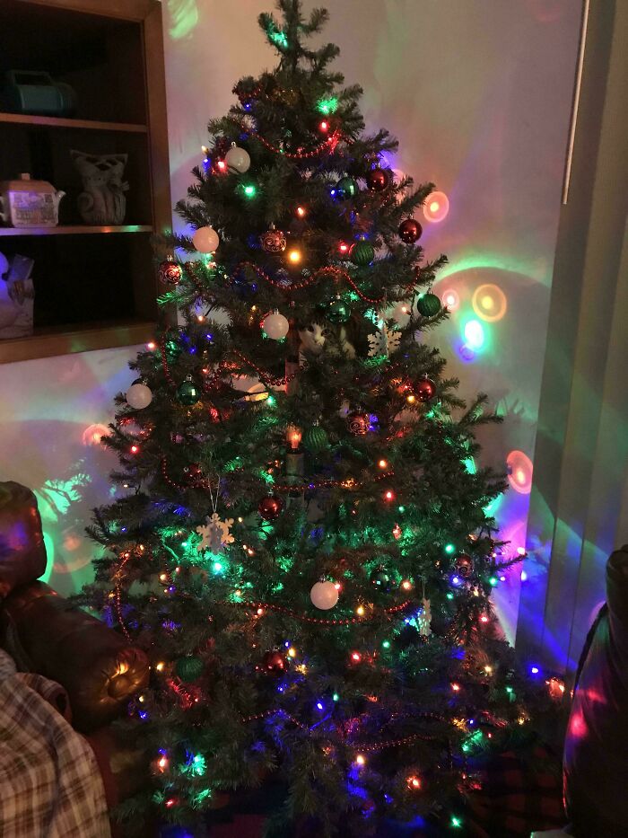 A cat hiding inside a decorated Christmas tree as a fun example of accidental camouflage