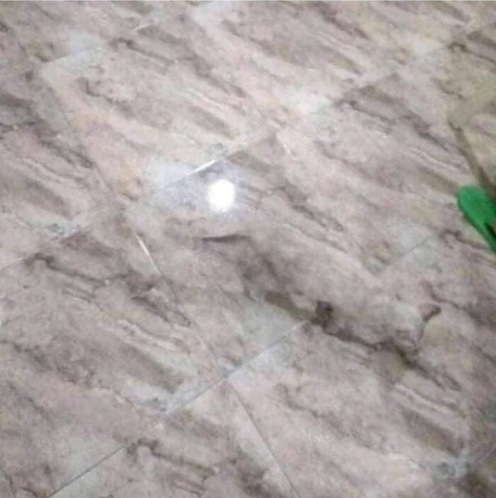 A cat blending into marble floor tiles in an accidental camouflage moment