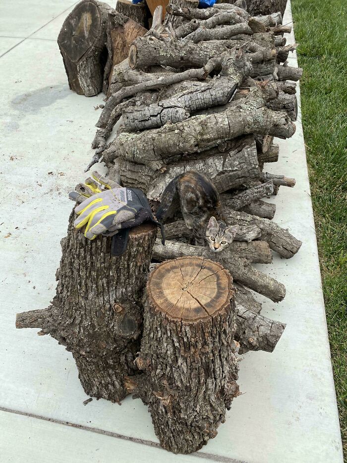 A tortoiseshell cat hidden among a pile of logs, showcasing accidental camouflage