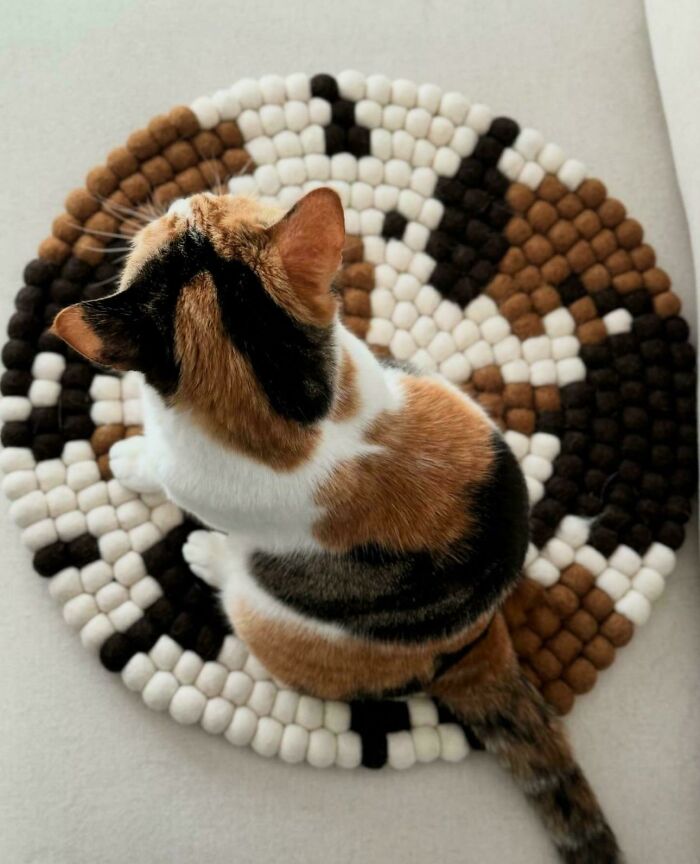 A calico cat sitting on a matching round felt ball rug, showing perfect accidental camouflage