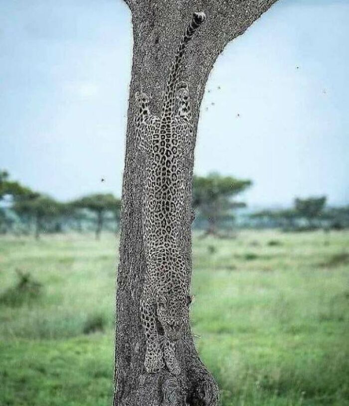A leopard climbing down a tree trunk demonstrating natural accidental camouflage
