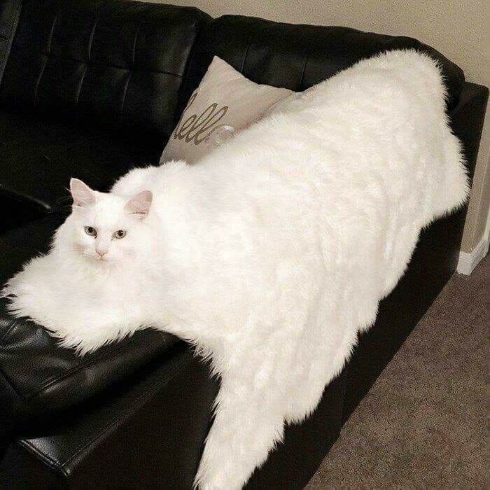 Fluffy white cat blending perfectly with a white faux fur blanket as accidental camouflage