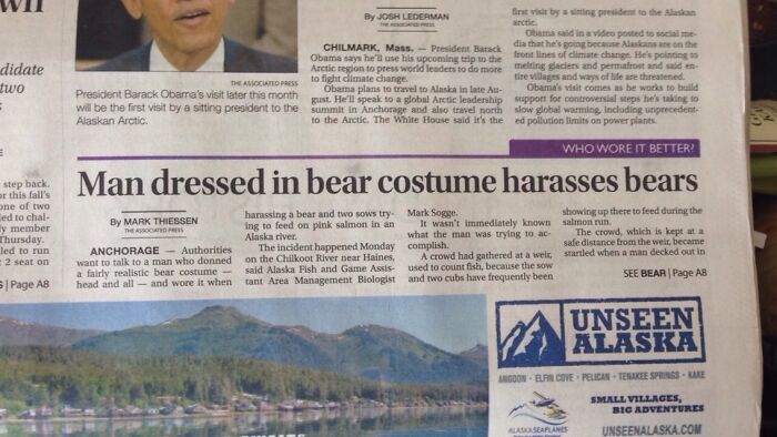 A newspaper headline about a man in a bear costume harassing bears, a funny unhinged news headline.
