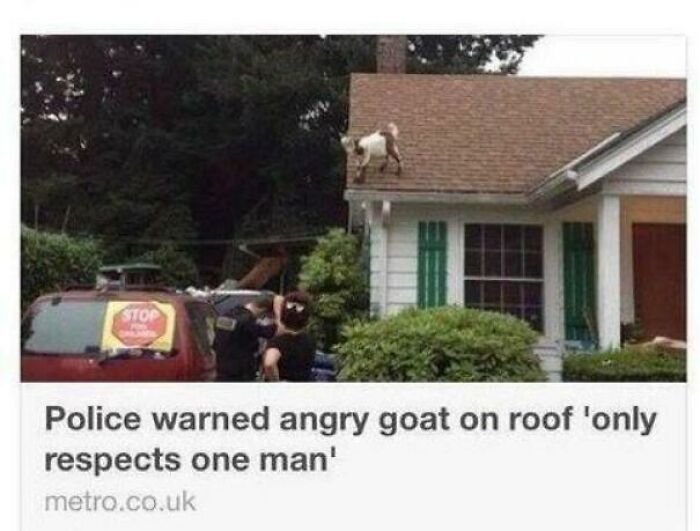 An unhinged news headline on social media about an angry goat on a roof that only respects one man.
