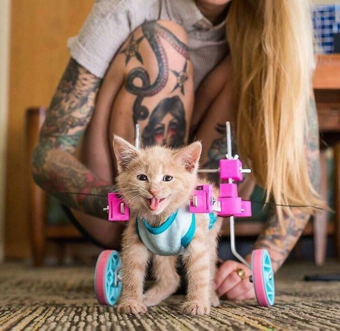 A small orange kitten in a pink and blue 3D printer wheelchair, displaying human ingenuity.