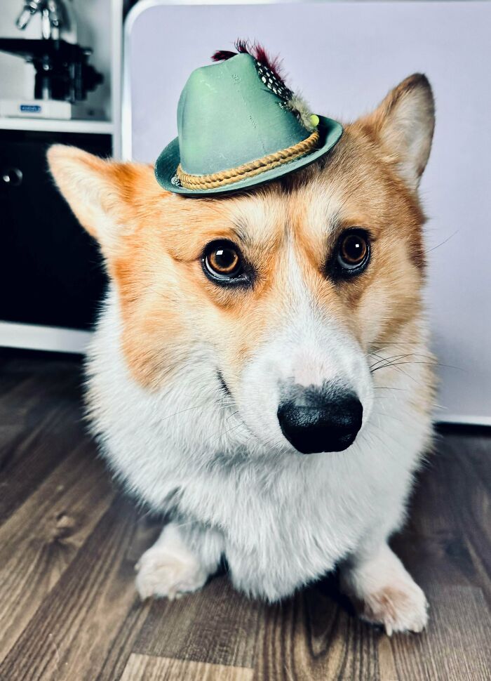A fluffy corgi wearing a tiny green Tyrolean hat, showcasing clever human ingenuity and a 3D printer.