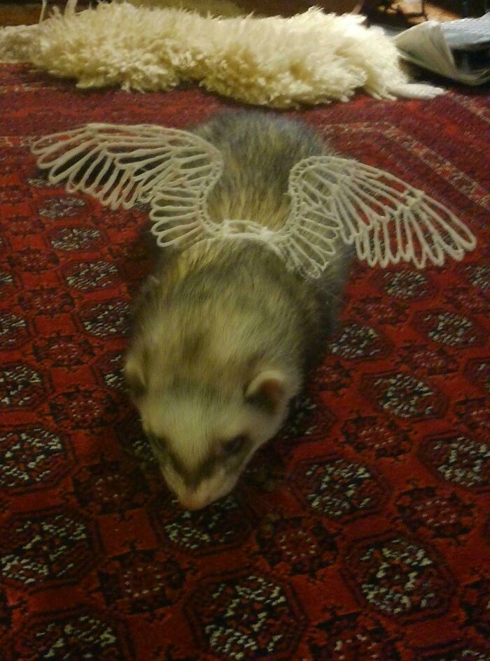 A cute ferret on a rug wearing white angel wings created using a 3D printer