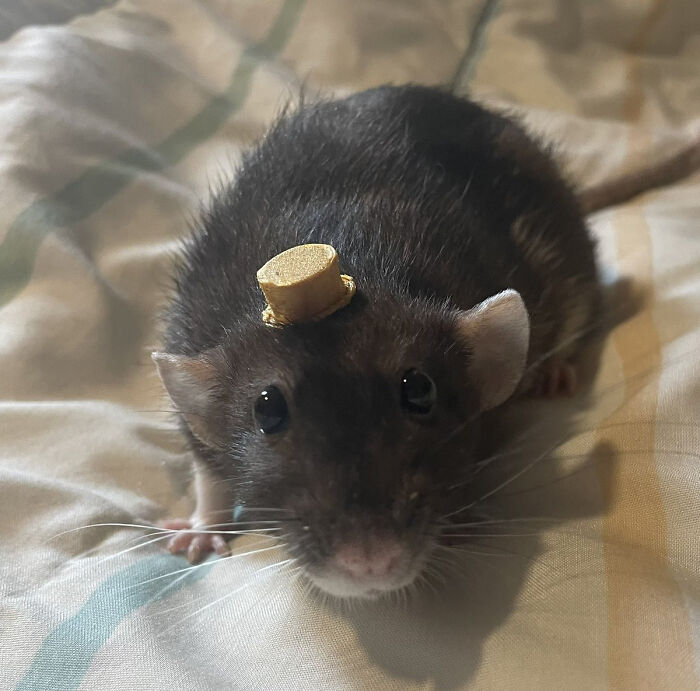 A small dark pet rat wearing a tiny gold top hat made with a 3D printer