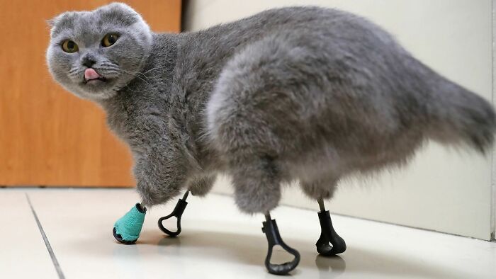 A gray Scottish Fold cat standing on four custom prosthetic legs made using a 3D printer.