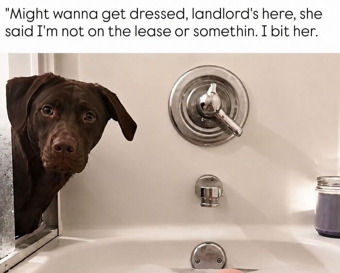 A funny dog peeking into a bathtub, perfect for fans of edgy memes about pets