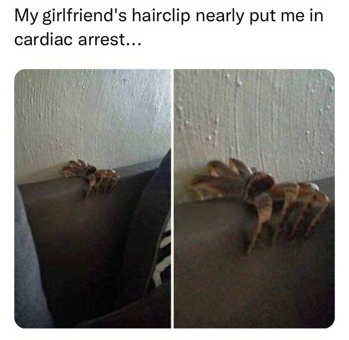 A hairclip resting on a couch looking like a giant spider, a scary yet funny image from edgy memes.