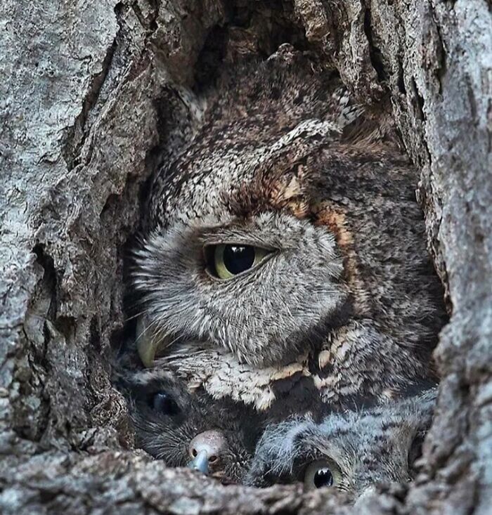 An owl blending seamlessly into the tree bark, a stunning display of accidental camouflage.