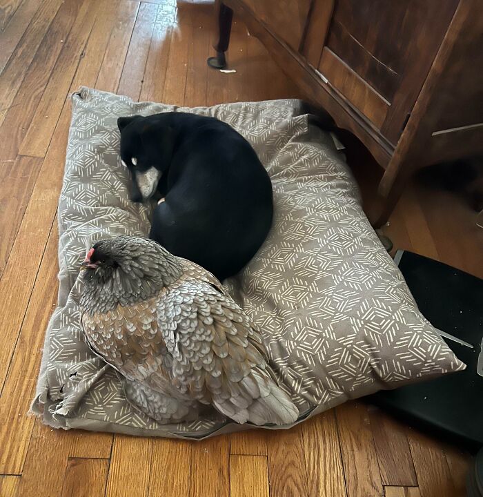 A grey patterned chicken on a pillow showing accidental camouflage with a curled up black dog