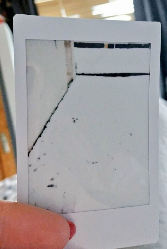 A white dog almost invisible against the white snow, illustrating a moment of accidental camouflage
