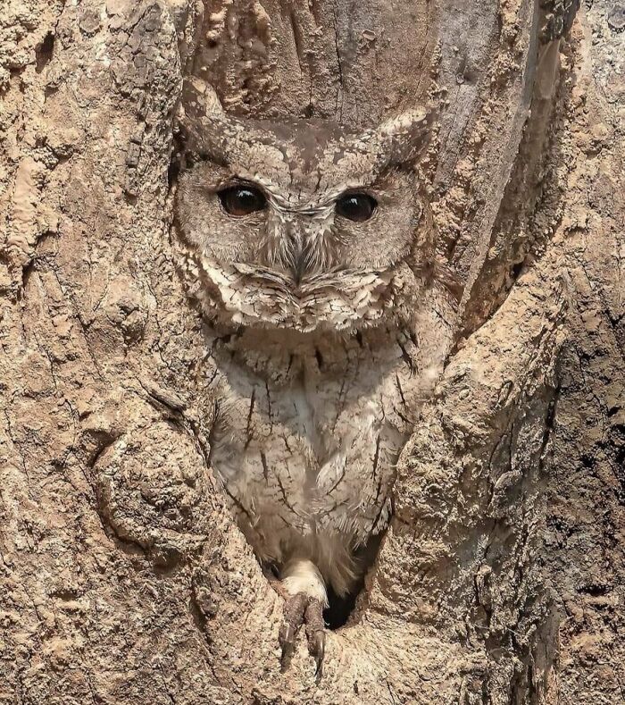 An owl blending perfectly into the bark of a tree trunk, a natural example of accidental camouflage