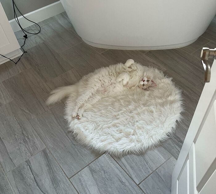 A fluffy white cat curled up on a round white s**g rug in an example of accidental camouflage