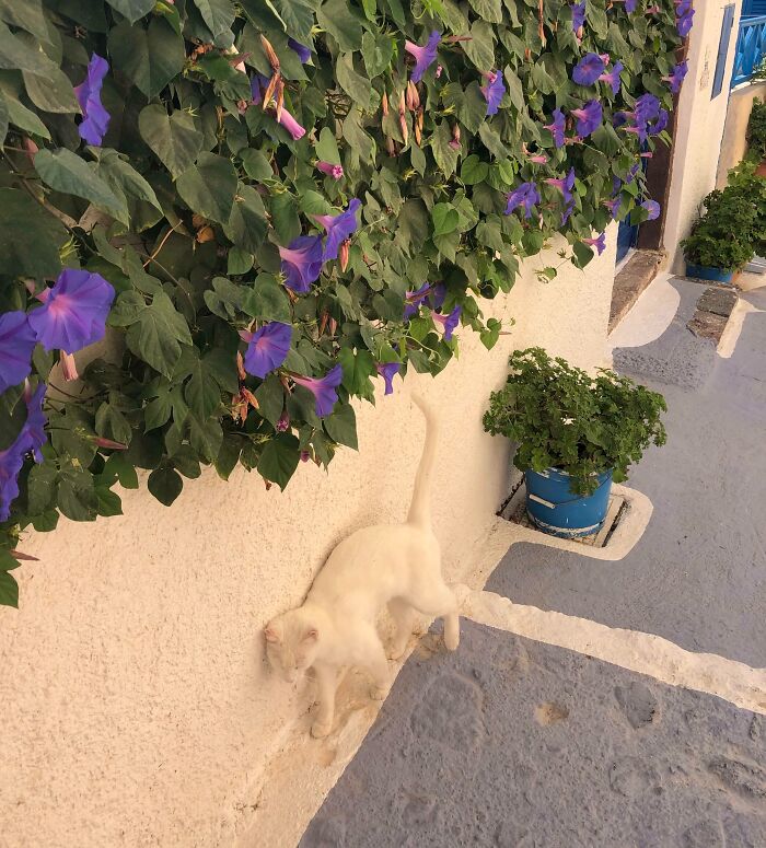 White cat walking next to a white wall creating a funny accidental camouflage effect