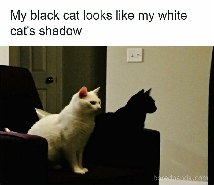 A white cat sitting next to a black cat that looks like its shadow, a clever example of accidental camouflage