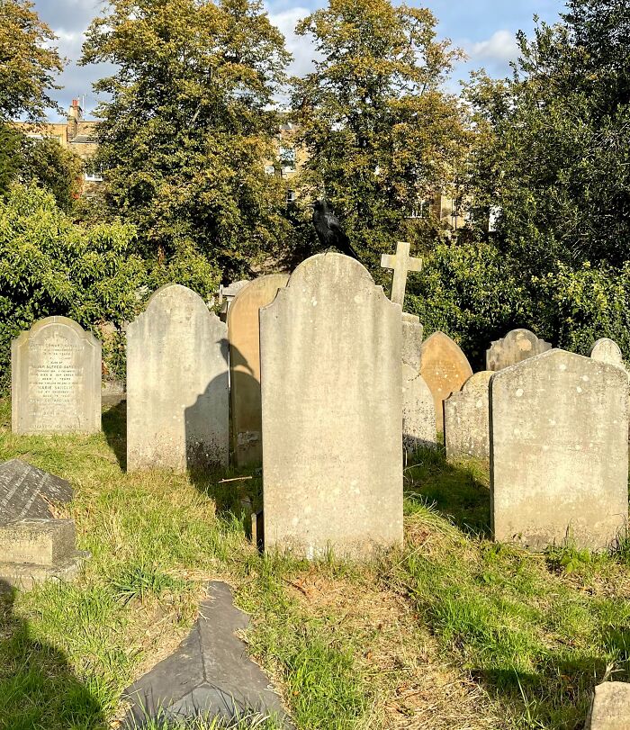 A black bird perched on a headstone demonstrating accidental camouflage against its own shadow