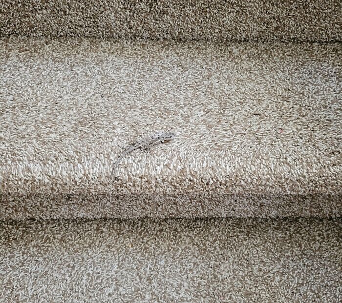 A small lizard showing accidental camouflage on a beige carpeted staircase
