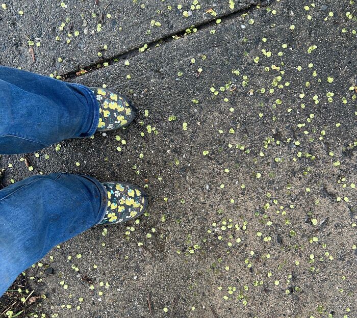 Shoes with yellow flower patterns matching small fallen yellow petals on the pavement as accidental camouflage