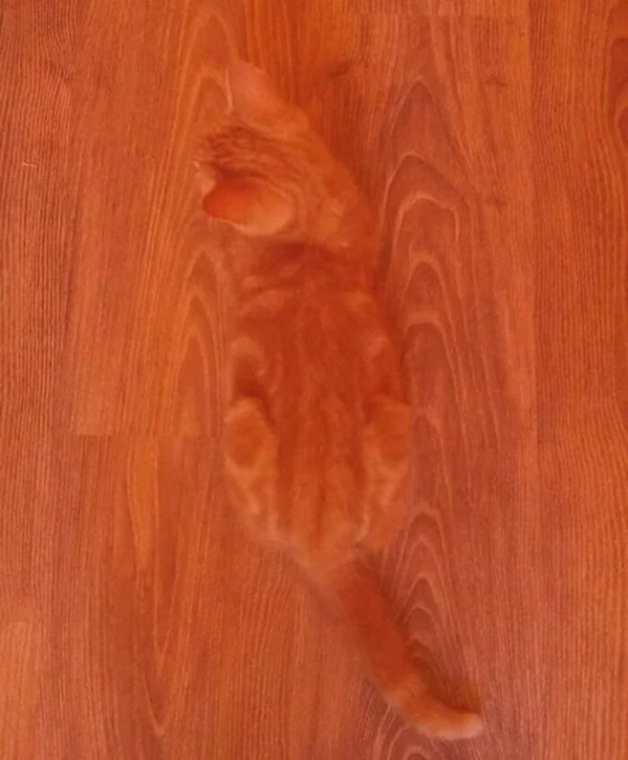 An orange tabby kitten perfectly matching the wooden floor in an accidental camouflage moment