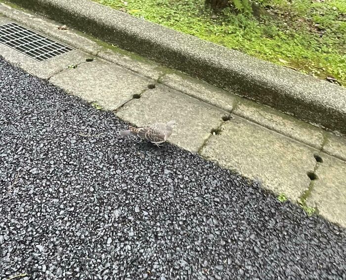 A grey pigeon walking on pavement matching its feathers, a clever accidental camouflage