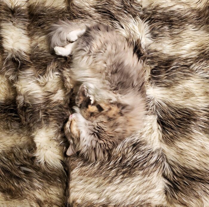 A fluffy cat sleeping on a fur blanket showing accidental camouflage