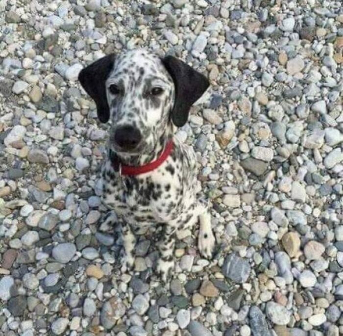 A spotted dalmatian dog sitting on a pebble beach, showing a perfect example of accidental camouflage.
