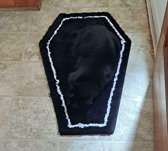 Accidental camouflage of a black cat sleeping and blending in on a coffin-shaped black mat