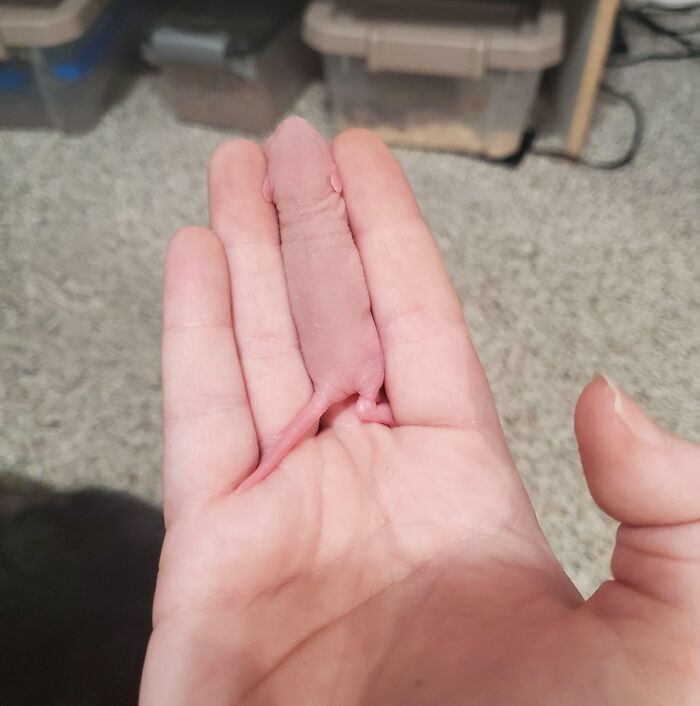 A hairless pink baby rodent looking like a finger in an accidental camouflage fail