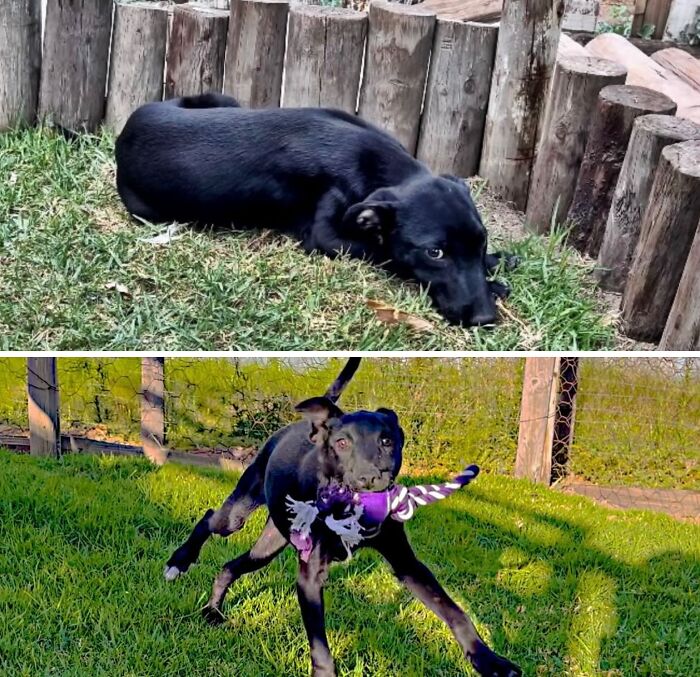 A black dog shown before and after, transforming from neglected to happy and healthy
