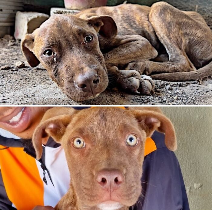 Before and after of a thin brown dog rescued and nurtured into a happy and healthy pet by an animal rescue.