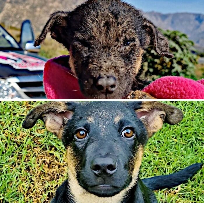 A black and tan dog transforms from dirty and neglected to happy and healthy in a before-and-after animal rescue view.