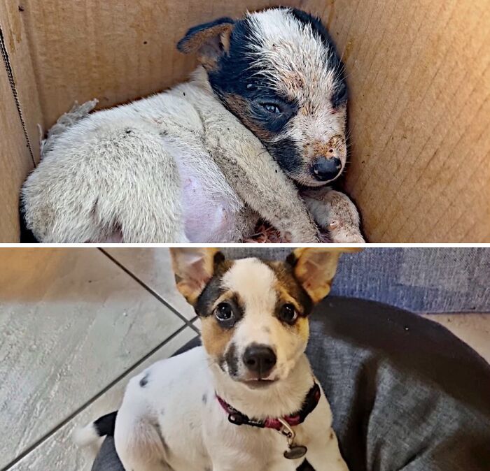 Before and after comparison of a dirty puppy in a box who became happy and healthy, rescued by an animal rescue.