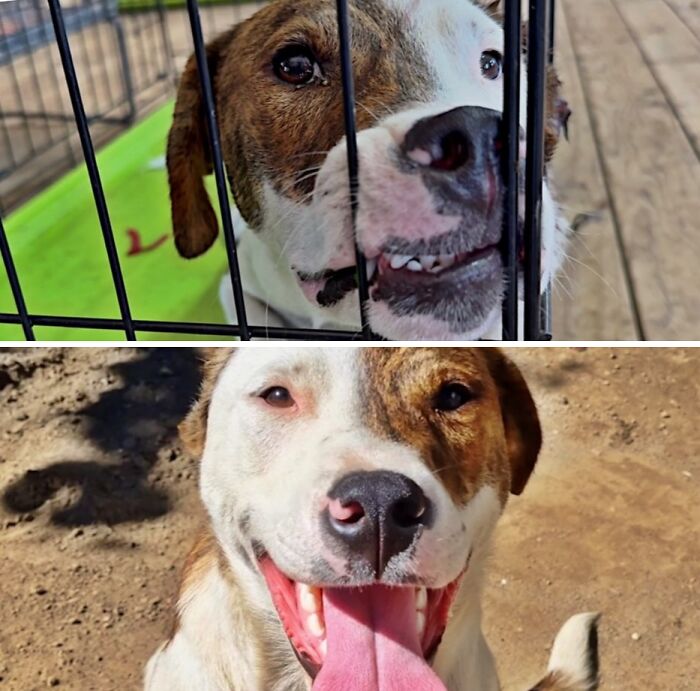 Before and after photos of a neglected shelter dog now a happy and healthy pet.