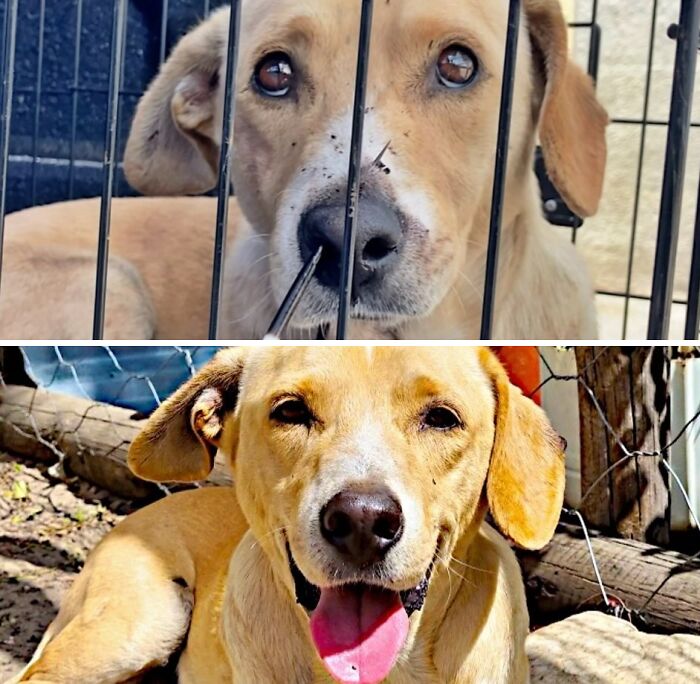 Neglected dog in a cage vs happy and healthy dog after animal rescue
