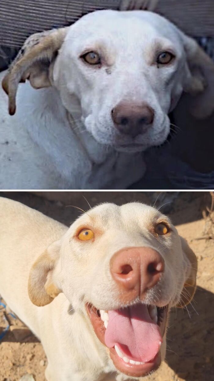 Sad white dog transformed into a happy and healthy dog by animal rescue