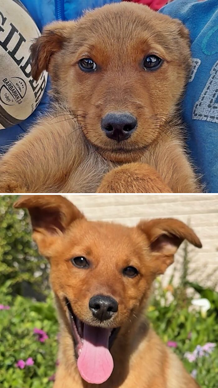 Sad brown puppy turns into a happy and healthy dog thanks to animal rescue
