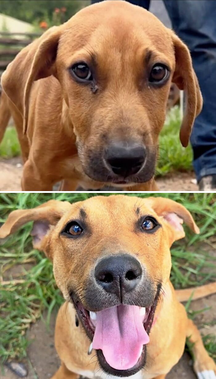 Close-up of a neglected brown puppy now happy and healthy, smiling at the camera.