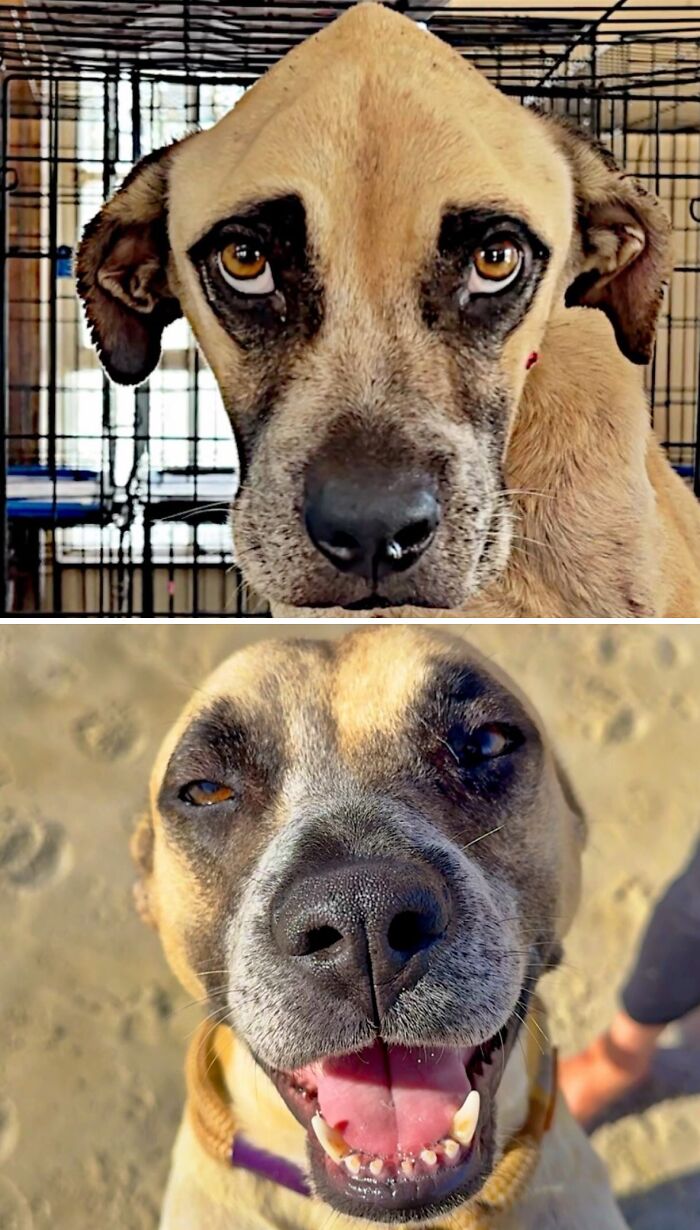 Side-by-side comparison of a rescued dog transforming from neglected to happy and healthy.