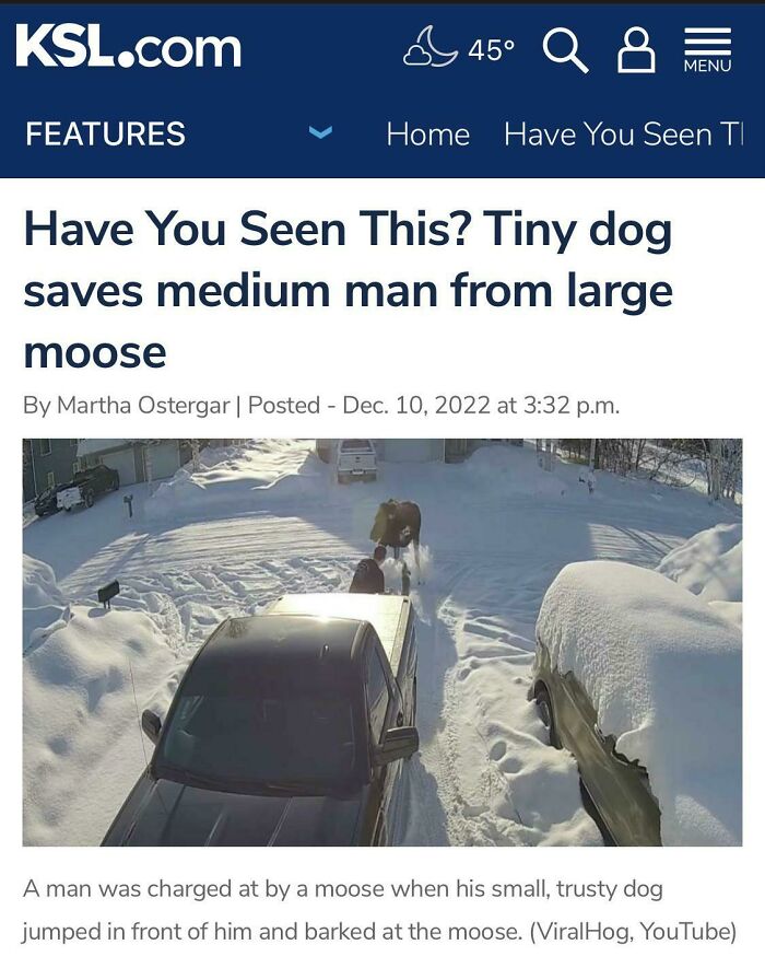 Tiny dog facing a moose on a snowy driveway, showcasing hilarious news headlines from local sources.