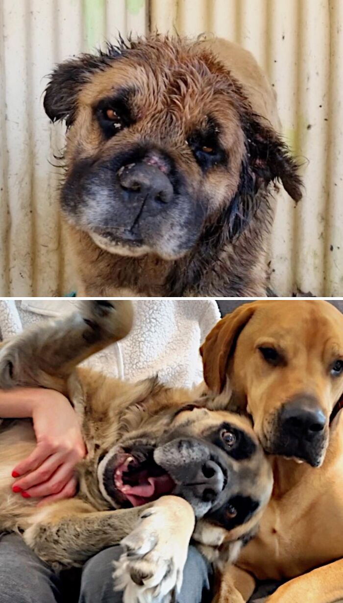 Before and after of a neglected dog now happy and healthy with a companion.