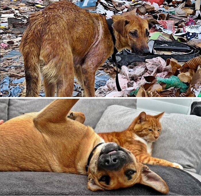 An underweight neglected dog found in trash is now happy and healthy on a couch