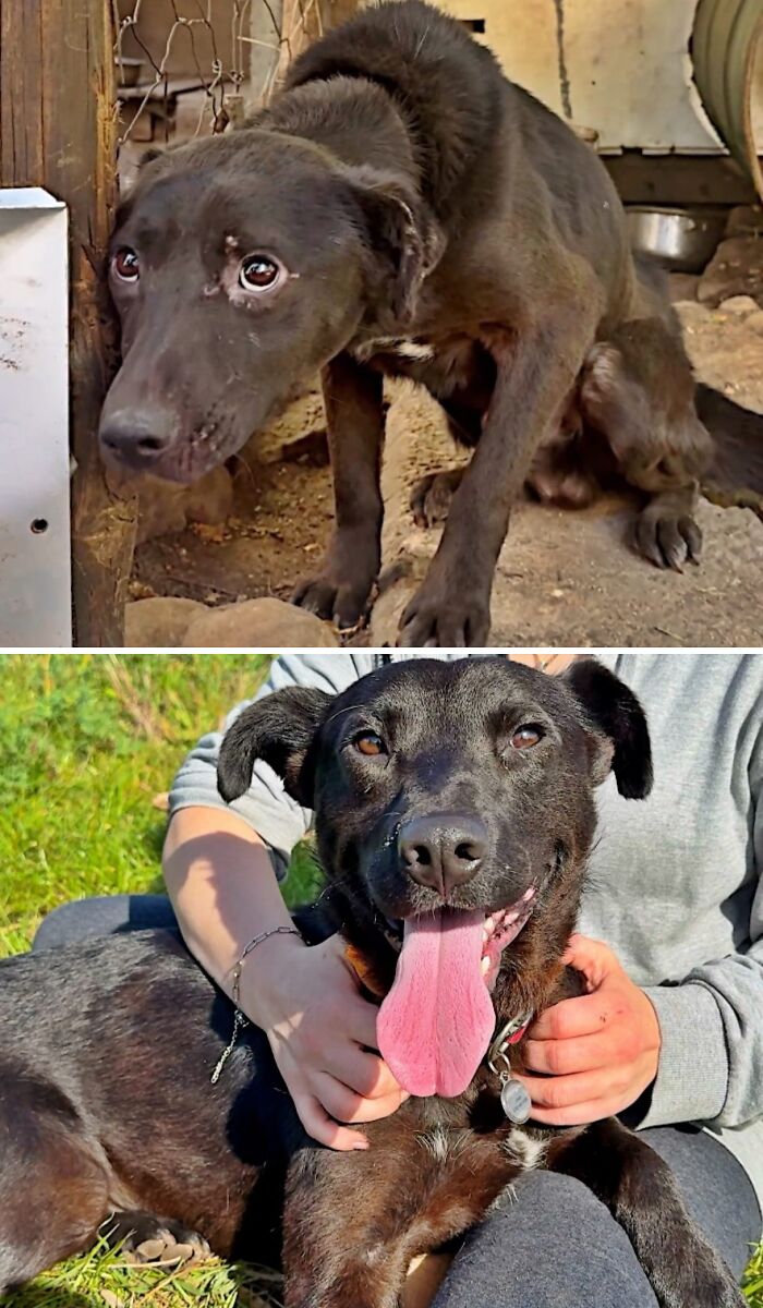 A scared, neglected black dog becomes happy and healthy after being saved
