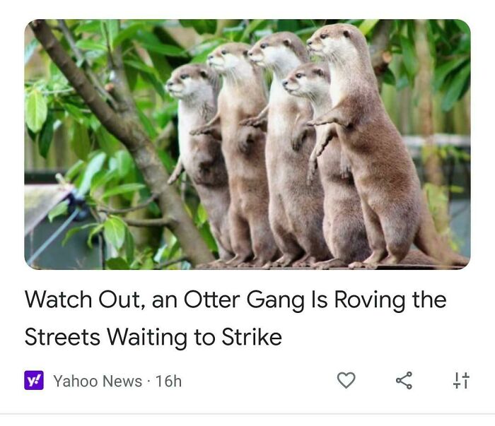 A group of five otters standing upright, illustrating hilarious news headlines about roving animal gangs.