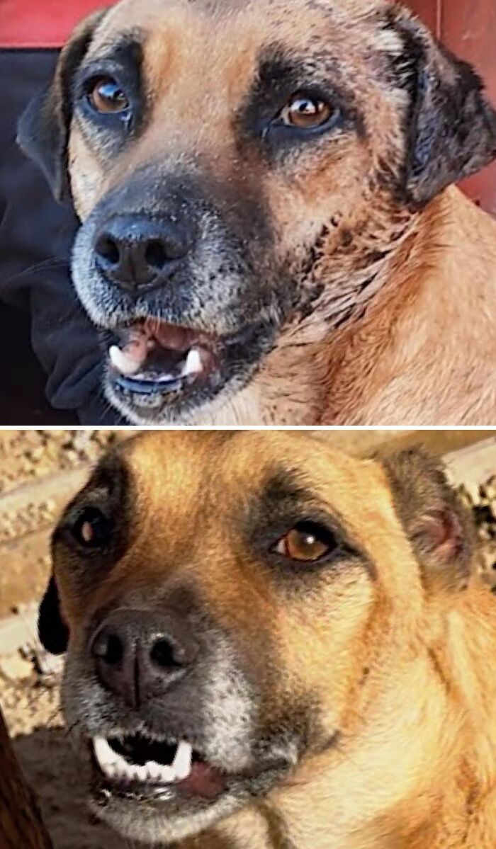 Close-up comparison of a neglected dog transformed into a healthy, happy pet after animal rescue.